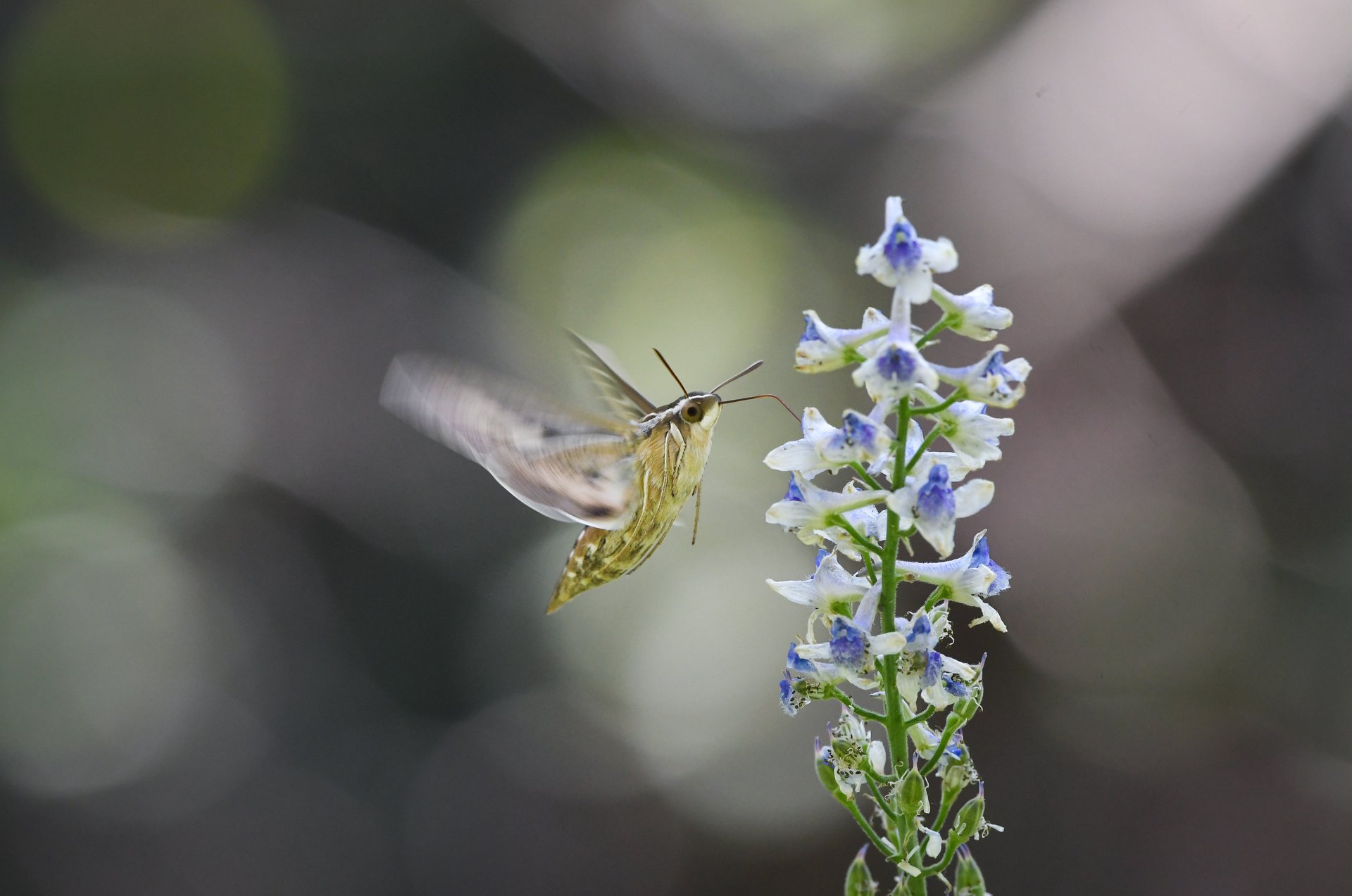 White-lined Sphinx